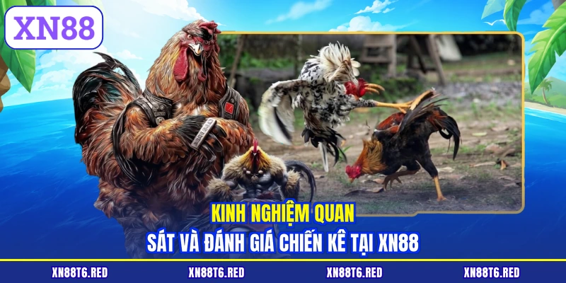 Kinh nghiệm quan sát và đánh giá chiến kê tại XN88