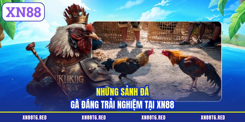 Những sảnh đá gà đáng trải nghiệm tại XN88